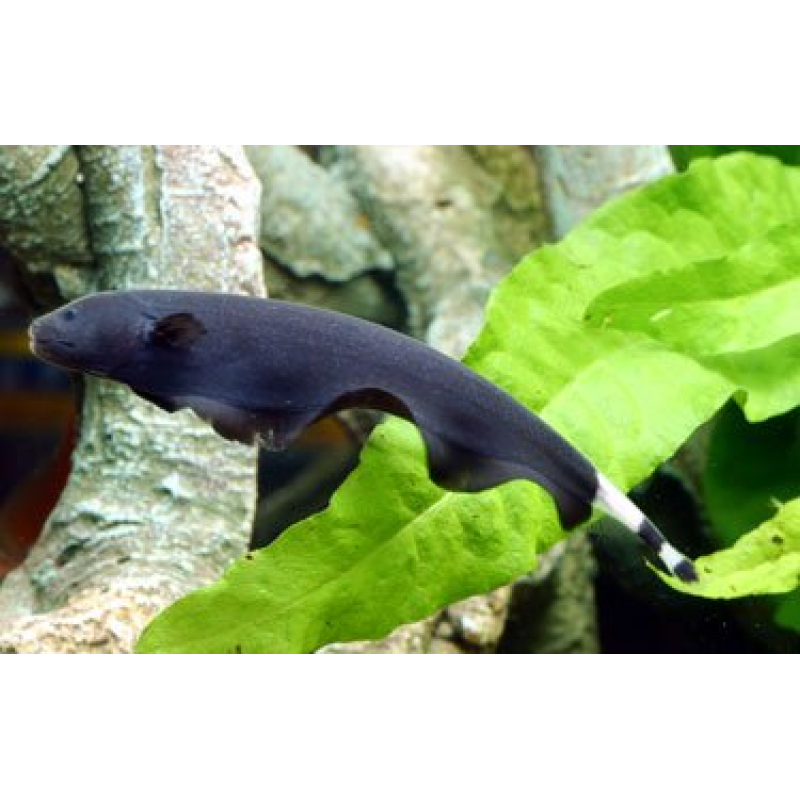 Apteronotus Albifrons 5-6cm